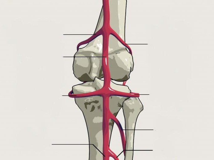 ライゲーションの膝窩動脈