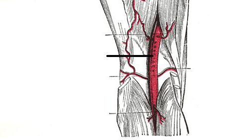 ligation के घुटने की चक्की धमनी