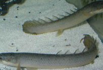 Polypterus senegalese (Polypterus senegalus). Polypterus fish - maintenance and reproduction