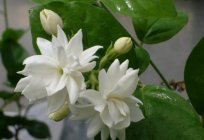 Pokojowy jasmine: opieka w warunkach domowych