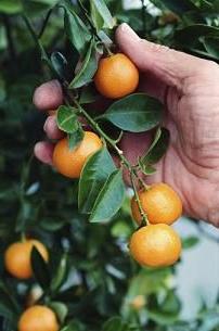 kumquat care