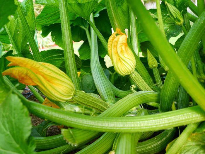 zucchini growing zucchini