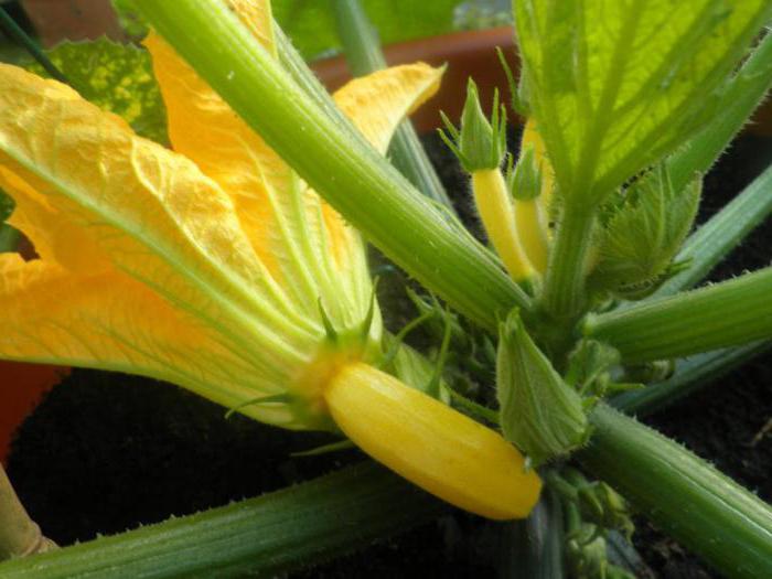 squash and zucchini the difference