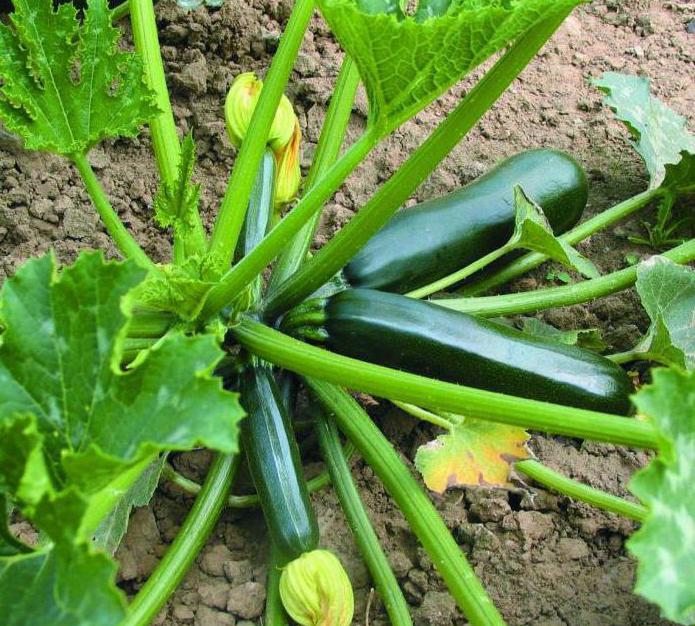 seeds courgette zucchini