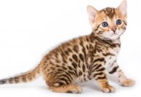 Inicio gato leopardo norteamericana – la personificación de la gracia y de la sutileza