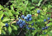 Berry thorns: the benefits and harms