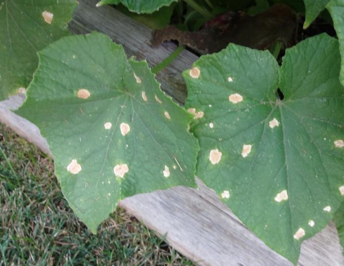 white spots on the leaves of cucumbers