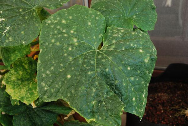 disease of cucumbers in the greenhouse photo