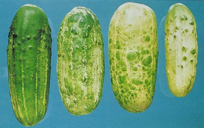 cucumber diseases and their control