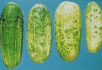 White spots on the leaves of cucumber: is there cause for concern?