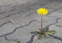 Como se livrar de grama entre a pavimentação de azulejos? Remédios de ervas daninhas