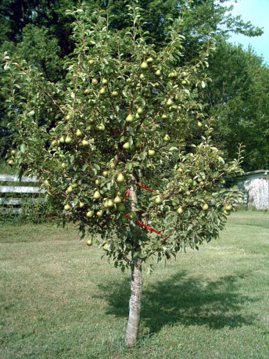 the pear trees of the dwarf