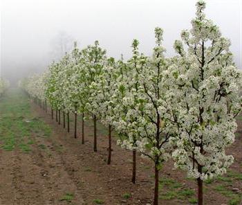 varieties of dwarf pears for the suburbs