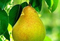 Dwarf pears: varieties, description, features planting and care