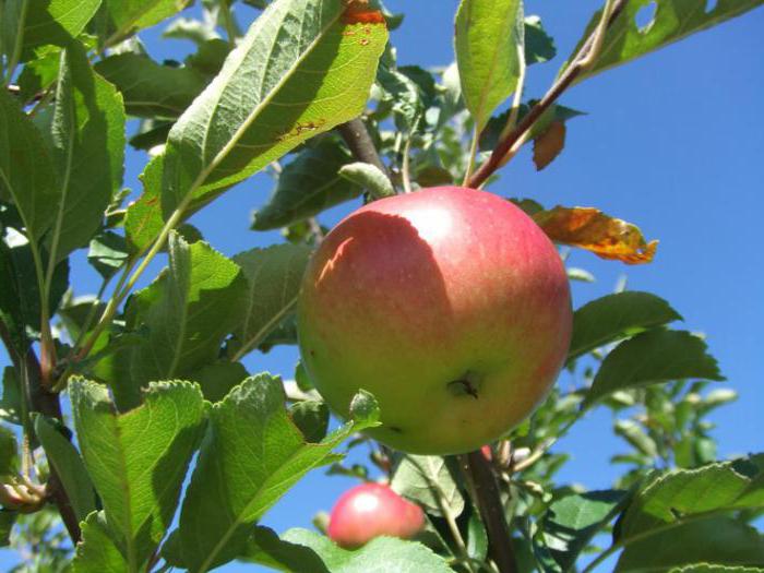 how to rejuvenate old Apple tree
