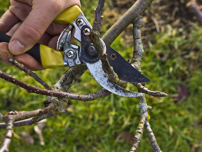 rejuvenating pruning old Apple trees in autumn