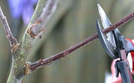 how to rejuvenate old Apple trees how to prune