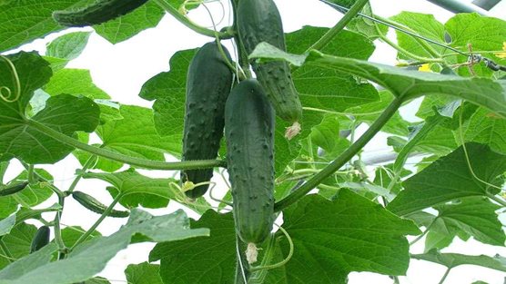 Growing cucumbers in the greenhouse
