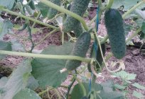 El cultivo y el cuidado de pepino en invernadero
