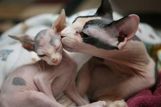 breed the canadian Sphynx