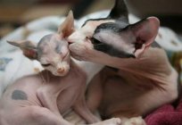 The canadian Sphinx: the character. Sphynx: photo. Sphynx: maintenance and care