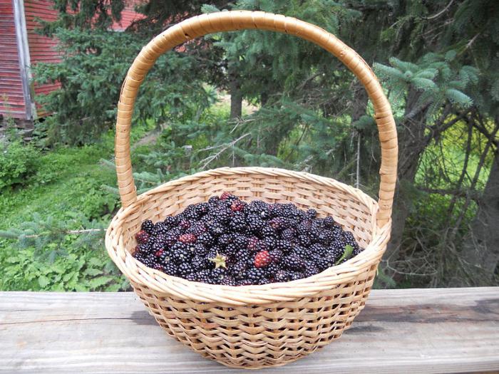 blackberry florestal