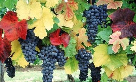 потрібно обрізати виноград восени