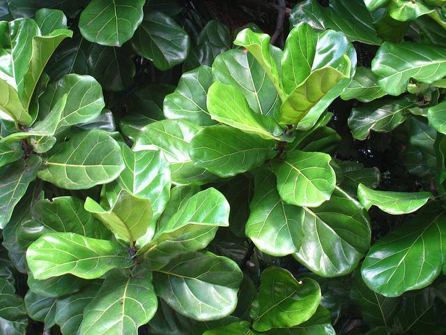 лировидный Ficus