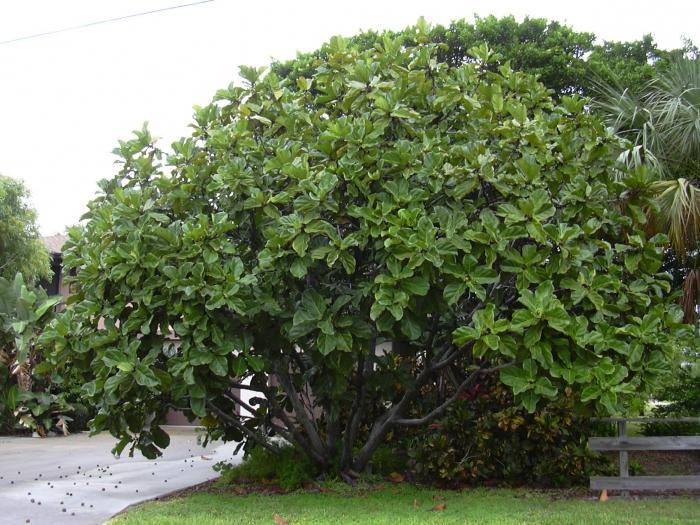 лировидный die Bildung der Krone Ficus