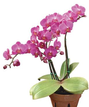 as propagated orchids in the home