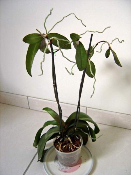 as propagated Orchid children