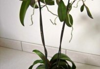 Consider, as propagated Orchid at home