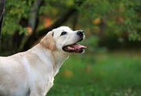 Seborrhea in dogs: symptoms, treatment, photos