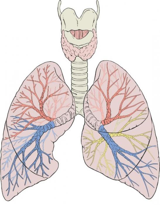 の構造肺