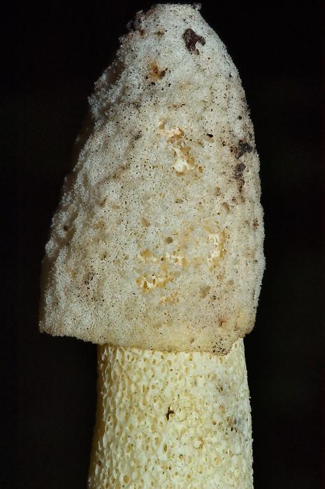 емдеу грибом веселка обыры кезінде тамақ