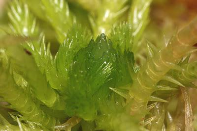 the structure of sphagnum moss