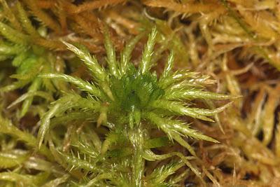 生命周期的水苔藓