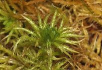 の苔です。 苔:写真で成長します。 のライフサイクルにわたって蘚類のミズゴケ