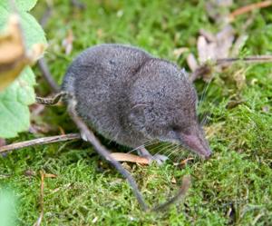 shrew how to fight it