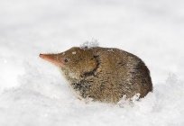 Adorable shrew: how to fight it