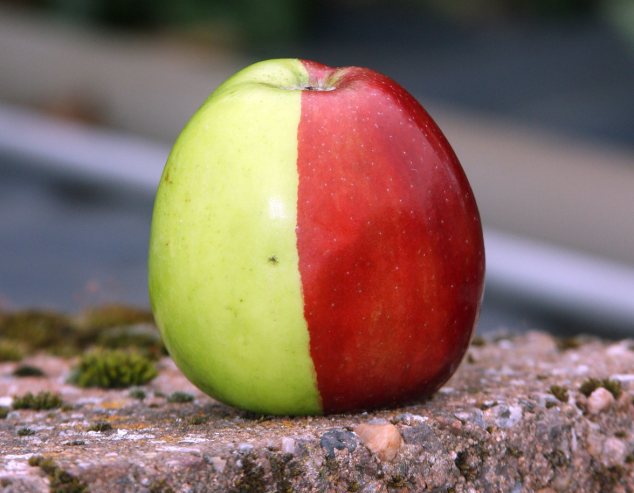 Benzersiz bir elma