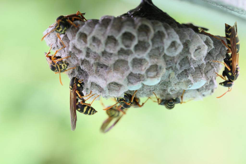hornet's nest