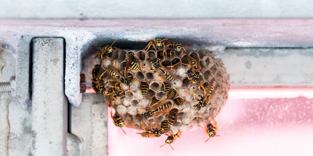 how to get rid of wasps under the roof