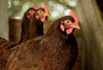 Tavuk родониты: içerik ve bakım. Yumurta ırkı tavuklar