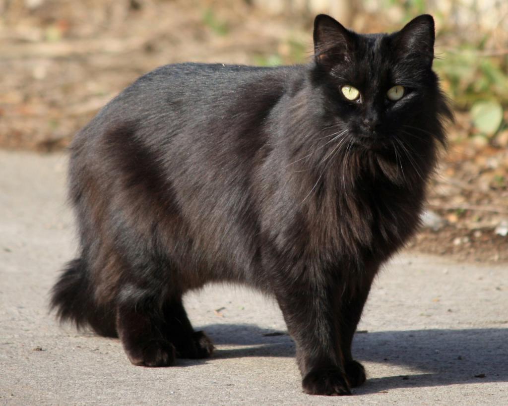 Black cat superstition