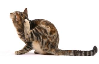 fleas in cats transmitted to humans