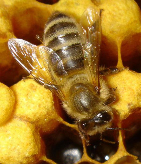 скільки крил у бджоли відповідь