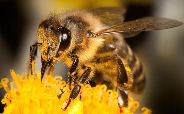 ウミツバチの写真