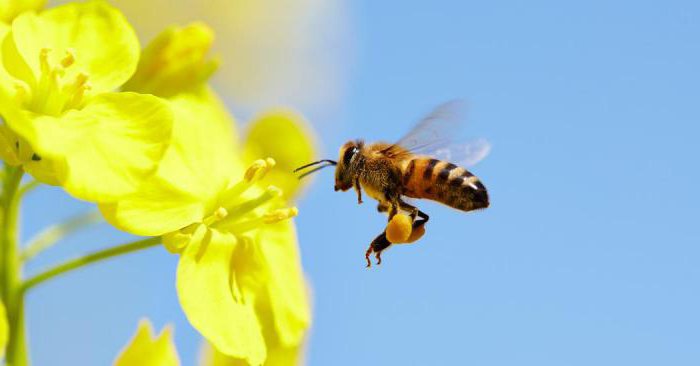 будова крила бджоли