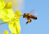 ¿Cuántas de las alas de la abeja, su estructura